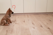 飼い主さんが帰って来る興奮を抑えきれない SHIBA INU 海外の反応