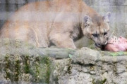 駆除したイノシシ、シカ 肉食動物の「ごちそう」に　ヒグマが生き生きと…各地の動物園で広がる「屠体給餌」