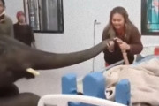 ずっと大好きだった人…死期が迫る飼育員の病床を訪れた象が別れの挨拶