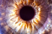 【画像】人間の眼球微細化して見ると神秘的でキモい