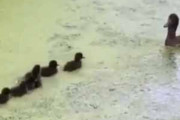 鳥のヒナたちが水面を泳いでいた。ママ待って～！ → 母鳥はこうします…