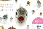 【寿司ネタだらけ】魚好きのためのカレンダー『うおづらカレンダー』　2025年版が販売開始