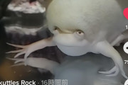 【宇宙人】ウーパールーパーとカエルの遺伝子掛け合わせた生き物きもすぎわろた