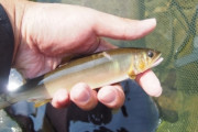 【前触れ】神奈川県・箱根に流れる須雲川で「鮎」が大量に死んでいるのが見つかる…その数、なんと「500匹」以上