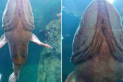 アメリカ人さん、水族館で撮られた「男性の“アレ”に見える魚」の画像で大はしゃぎしてしまう・・・（画像あり）