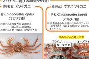 農林水産省がカニについて注意喚起！！「ズワイガニとオオズワイガニは別」
