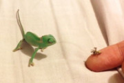 こんなペット飼いたい。3センチほどしかない小さなカメレオンと戯れる動画にほっこり。