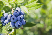 ふらっとブルーベリー狩りに行ってくる