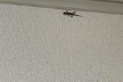 【緊急】部屋にヤモリが現れるｗｗｗｗｗｗｗｗｗ