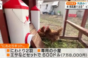 【悲報】 アメリカ人、卵1パック2500円に耐えきれず鶏を育て始める