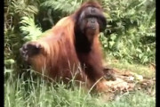 【動画】オランウータン「待て！旅人よ。これより先に進むな。ここに留まるのじゃ」