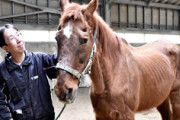 乗馬クラブで30年間活躍した36歳馬が大往生　職員「ここまで生きたのは奇跡に近い」