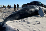 カチコチに凍った巨大クジラの死骸、漂着する　検死も撤去もできず困惑する地元当局　アメリカ