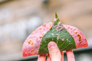外国人「日本の店が桜タコスという謎スイーツを生み出してる…」