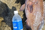 【閲覧注意】ワイ釣り初心者、釣った魚が何かわからない（※画像あり）