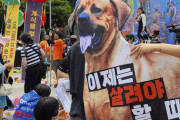 【速報】韓国、犬食禁止になるｗｗｗｗｗｗｗｗｗｗｗｗｗｗｗｗｗｗ