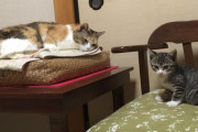 【ねこ画像】先住ミケと新入り、ふっかふかねこ、ちょっとだけ三毛♂ ほか【再】