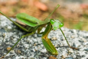 【動画】カマキリさん、ガチでスズメバチと戦った結果・・・・