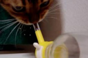 ねこが給水機で水を全然飲んでくれない  どうやったら飲んでくれるんだろう？【再】