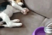 【GIF画像】犬のご飯に対する執着心ｗｗｗｗｗｗｗｗｗｗｗｗｗｗ