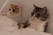 猫YouTubeチャンネルのもちまる日記さん、ホテルのベッドで猫がウンチを漏らした様子を動画にして炎上「撮れ高としか思ってなさそう」
