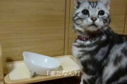 【ねこ動画】ごはんおねだり、脱走失敗 ほか【再】