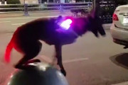 【動画】警察犬さん、すごすぎる お前らの想像の10倍すごい