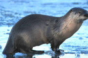 【動物】凶暴なカワウソの群れが人やペットを襲う事件がアラスカ州で相次ぐ