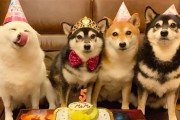 日本人が飼ってる柴犬4姉妹、1匹が個性的すぎて海外でも話題に