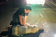 【動物】バイクにはねられたゾウの赤ちゃん、心臓マッサージで助けられる。