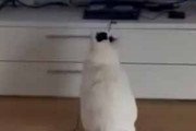 猫がテレビを見ていた。画面の中のゲームキャラがこっちにやってくる → 猫はこうなった…