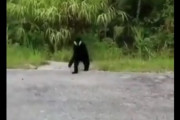 【動画】ヴェノム、実在した