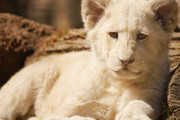 【まるで縫いぐるみ】ふわふわホワイトライオンの赤ちゃん（シンバとナラのお披露目）
