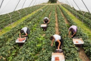 【新型肺炎】英国「このままだと野菜と果物が消える！収穫する外国人労働者がコロナで来れない！」
