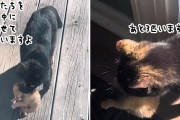 迷子の猫に餌を与えていた所、出産後母猫が子猫を全員家の中に運んできた