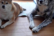 【画像】うちの柴犬と秋田犬が仲良く並んで伏せしてる…このダブルヘッダーは天国ですねwww