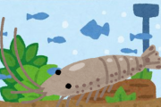 【画像】ワイ家の水槽エビに侵食される