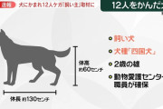 脱走した130cmの四国犬、公園で小学生ら12人を噛みまくる
