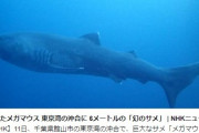 【地震前兆】幻のサメ「メガマウス」が東京湾の定置網にかかっているが見つかる…専門家「生きた姿を捉えた映像はとても珍しい」