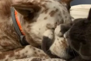 わがまま猫ちゃんは、自分は犬を可愛がるけど犬にはいじられたくない