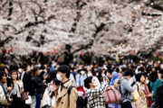 「桜を見ようと日本旅行を予約したのに」…今年だけで31回噴火した日本の火山に不安＝韓国の反応