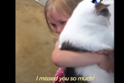 3年間行方不明だったネコが帰ってきた時の、女の子の反応がこちら  海外の反応