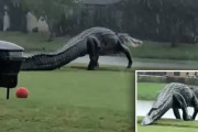 アメリカのゴルフ場に現れたワニ、デカすぎるｗｗｗｗｗｗｗｗ（動画あり）