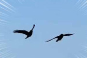 ２羽のカラスが飛んできた。一度決めた相手と一生添い遂げる夫婦愛！ → このシンクロです…