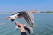 【動画】鳥さん、楽をしてしまうｗｗｗｗｗｗｗｗｗｗｗｗｗｗｗｗｗｗｗｗｗｗｗｗｗｗｗｗｗｗｗｗ