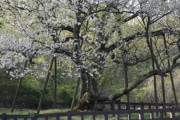 【風物詩】2050年の道には「韓国の桜」飛ばそう…「桜の解放」に取り組む人々