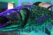 【画像】シーラカンスとかいう古代魚ｗｗｗｗｗｗｗｗｗ