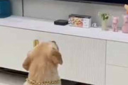 うちの犬がテレビを見ていた。銃を撃つシーンが流れる → 犬はこうなった…