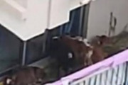 中国　田舎から引っ越したばかりの男性、集合住宅の5階ベランダで牛7頭を飼い苦情殺到　[7/27]