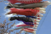 春の訪れを彩る「こいのぼり」！小山市の小山総合公園で子どもから大人まで楽しめると話題